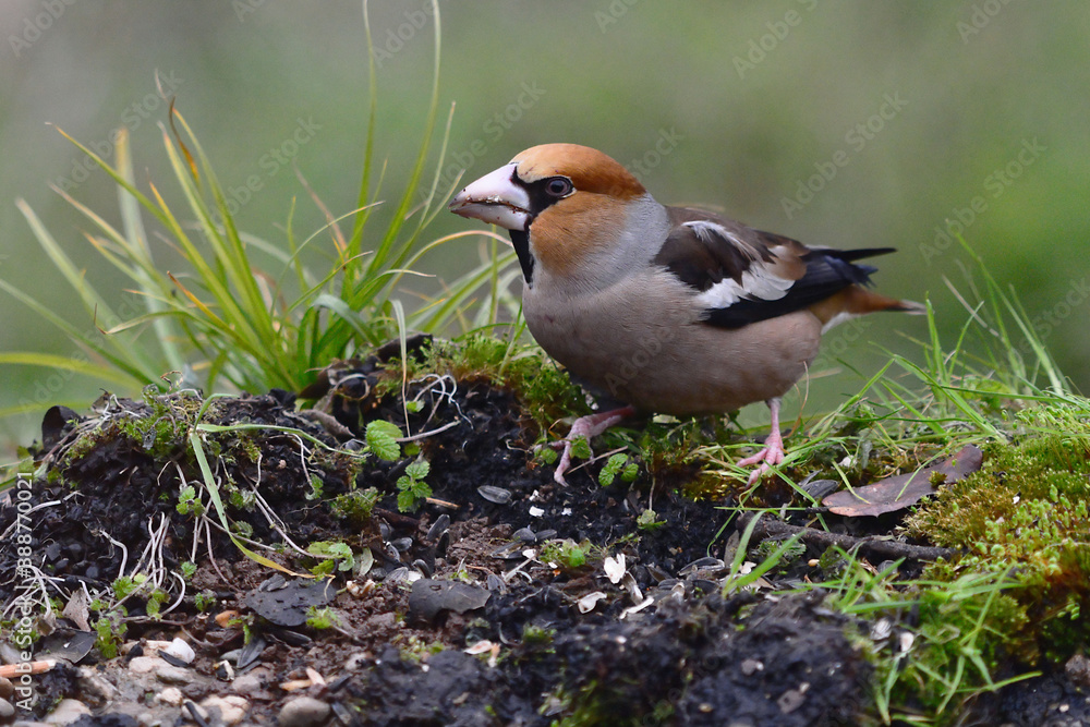 Male Hawfinch (Coccothraustes coccothraustes) in Sierra Morena (Spain) Male Hawfinch (Coccothraustes coccothraustes) in Sierra Morena (Spain)