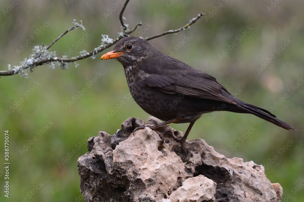 Female Common Blackbird (Turdus merula) in Sierra Morena (Spain) Female Common Blackbird (Turdus merula) in Sierra Morena (Spain)