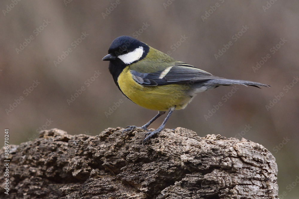 Naklejka premium Great Tit (Parus major) in Sierra Morena (Spain)