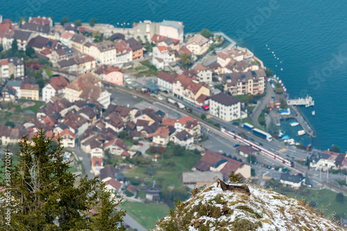 chamois high above St-Gingolph photo