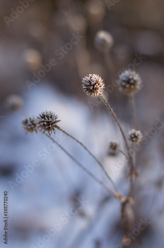 Macro photos of dried flowers in the winter. © Елена Косинова