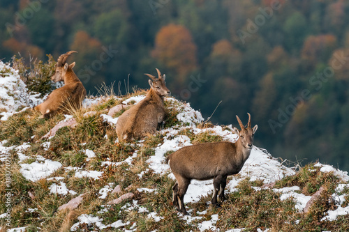 tree Ibex in first snow in Chablais Valaisan