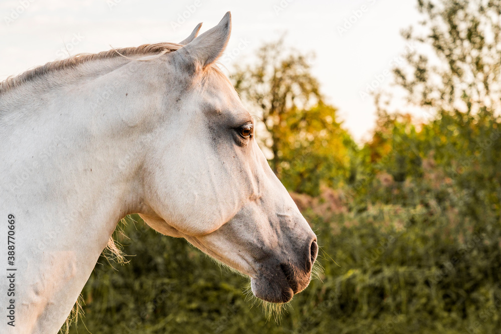 Fototapeta premium Beautiful white Andalusian horse 