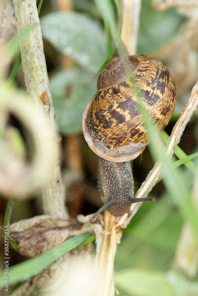 Colorfully patterned brown and tan garden snail feeding on a stick in the grass