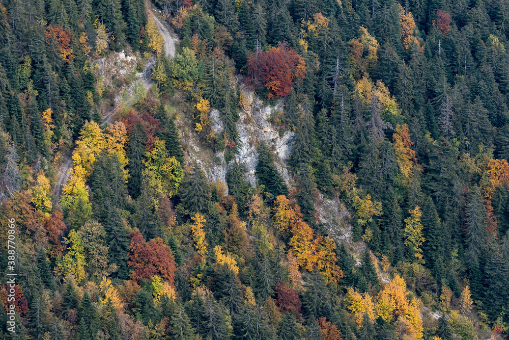 mixed autumn forest in Chablais Valaisanne