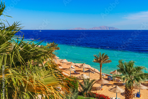 Sunny resort beach with palm tree at the coast shore of Red Sea in Sharm el Sheikh  Sinai  Egypt  Asia in summer hot. Bright sunny light