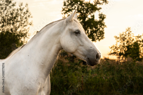 Beautiful portrait white Andalusian horse 