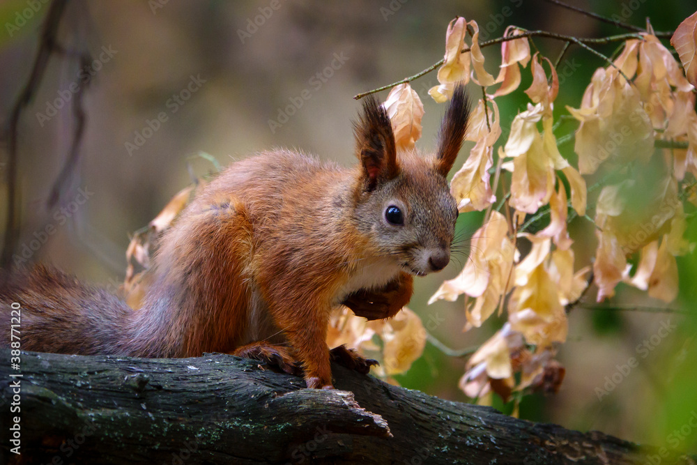 Fototapeta premium Wild nature from Voronezh