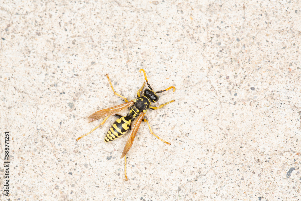 Black and yellow bee brightly lit on a gray cement surface Black and yellow bee brightly lit on a gray cement surface