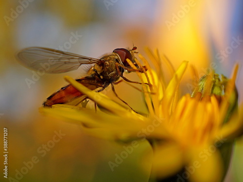 hoverfly on a flower