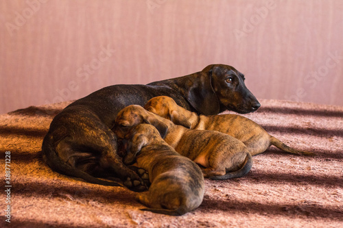 Mother dachshund feeding brindle puppies photo