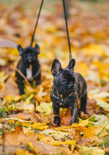 Two black french bulldog puppy on yellow leaves.