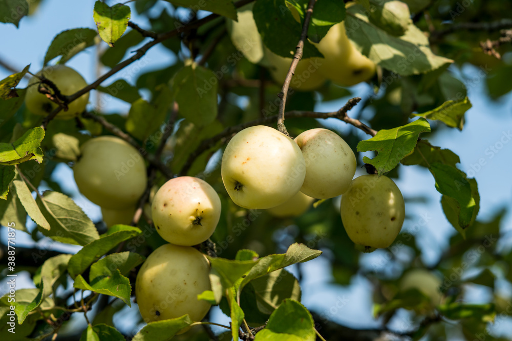 apples on a tree