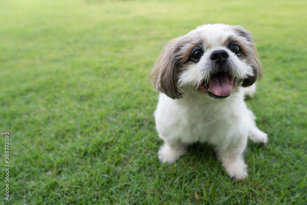 Happy Shih Tzu dog sitting on green grass.