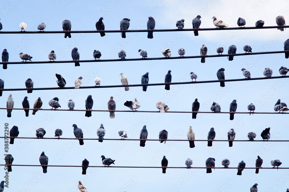 Pigeons on electric cable in blue sky Pigeons on electric cable in blue sky