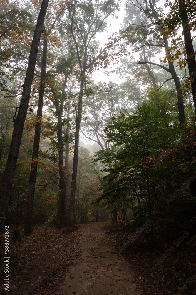 A spooky path on a murky morning in the forest with fog A spooky path on a murky morning in the forest with fog