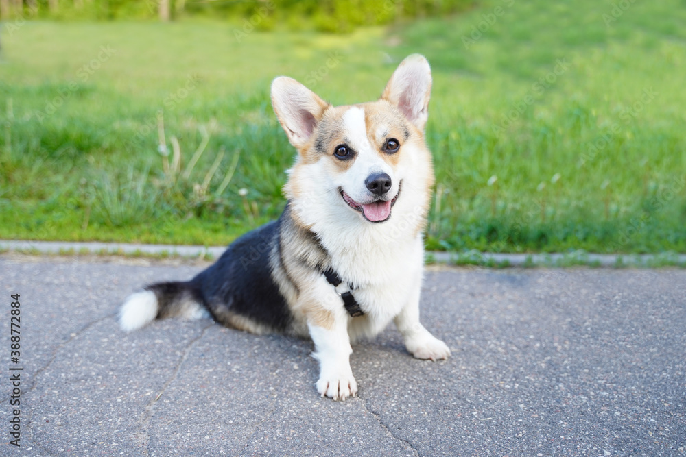Corgi dog smile and happy in summer day.