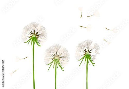 Greeting card with delicate dandelions. Vector illustration