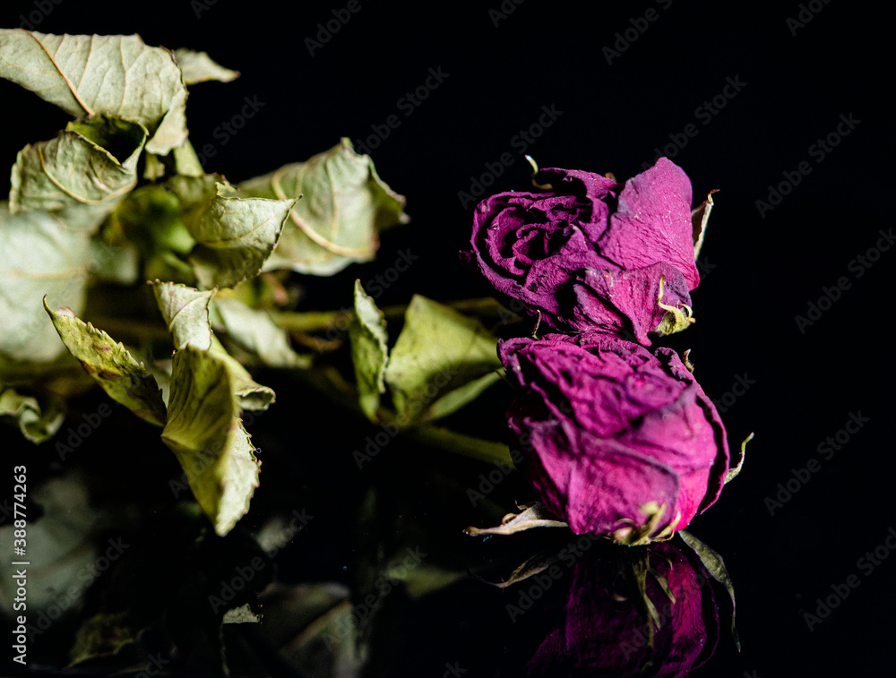 Rosenblüten