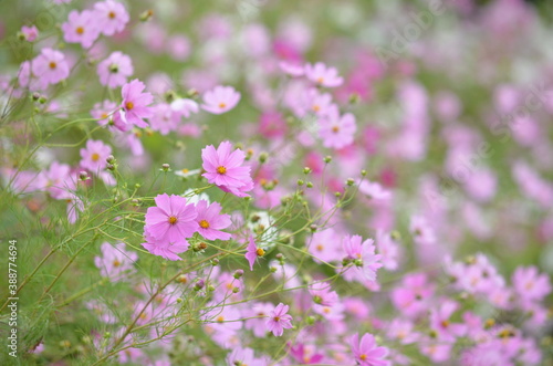 pink flowers © 美智代 佐藤