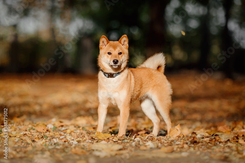 Shiba inu dog outdoor. Autumn collections. Dog walking