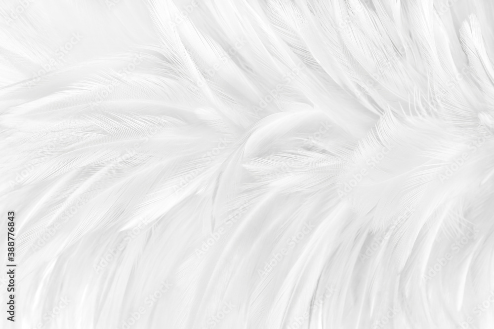 Obraz premium White feather pattern texture for background and design.