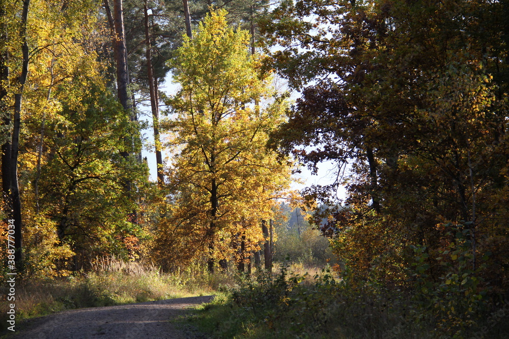 Obraz premium herbst