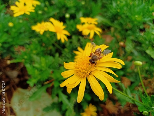 bee on yellow flower in the garden	
