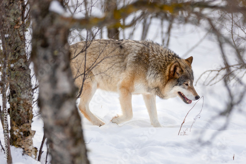 Eurasian wolf strolling through bare trees on snow