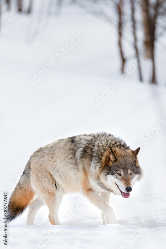 Canis Lupus strolling on snow at nature park
