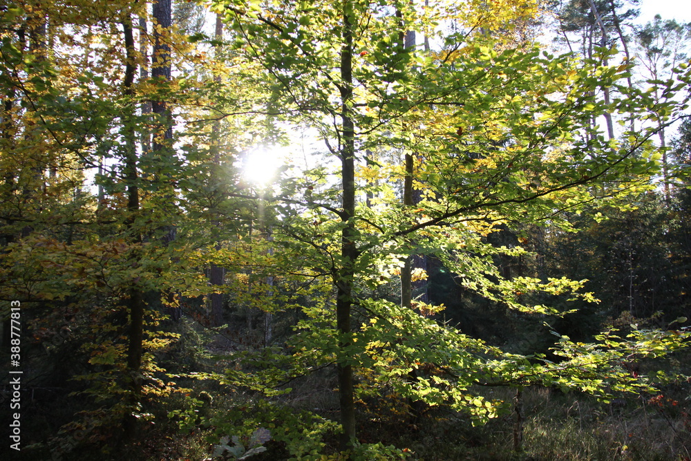 Obraz premium herbst