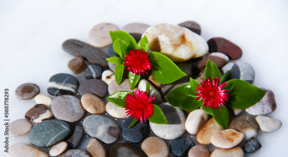Sea pebbles with pink flowers. Sea background. Sea pebbles with pink flowers. Sea background.