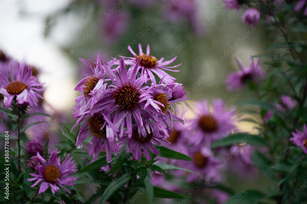 Obraz premium Purple daisy flowers in the evening 
