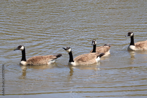 Geese swim in lake water