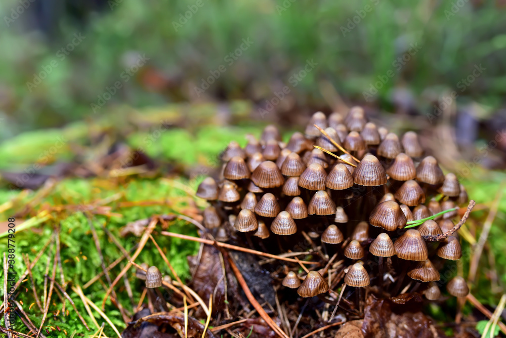 Many dangerous inedible mushrooms grow on a tree stump in a forest. Poisonous mushrooms, hazardous to health. Many dangerous inedible mushrooms grow on a tree stump in a forest. Poisonous mushrooms, hazardous to health.