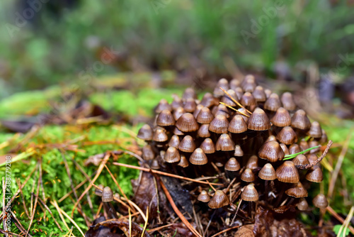 Many dangerous inedible mushrooms grow on a tree stump in a forest. Poisonous mushrooms, hazardous to health.
