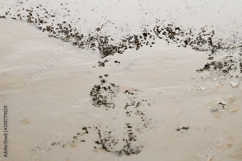 Toxic black mold spores building