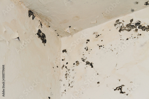 Moldy cracks on the walls and ceiling in the corner of bathroom