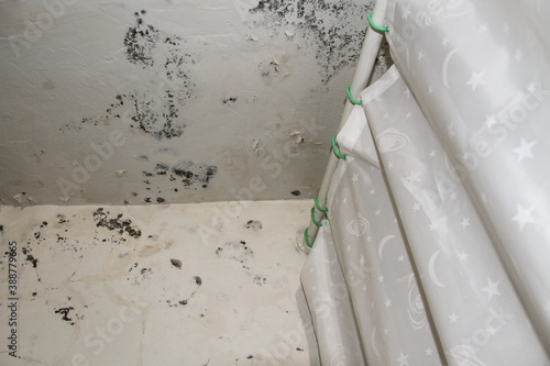 Mold and Mildew fungi growth