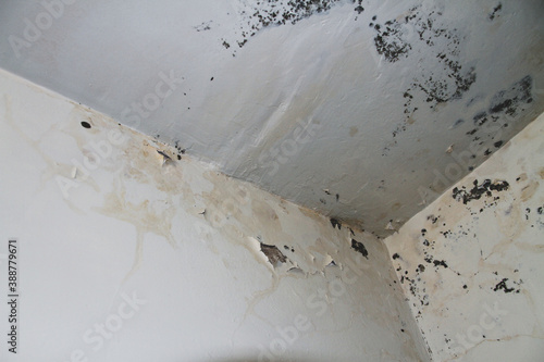 Mold damage on dirty wall and ceiling corner