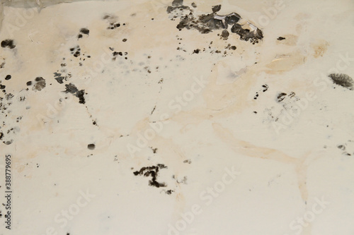 Black spots of mold and mildew