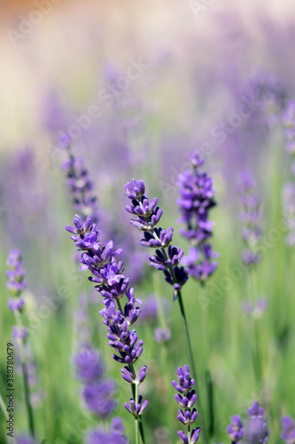 Purple Lavender Blooms