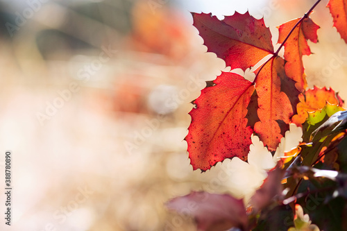 Red Oregon Grape Leaf