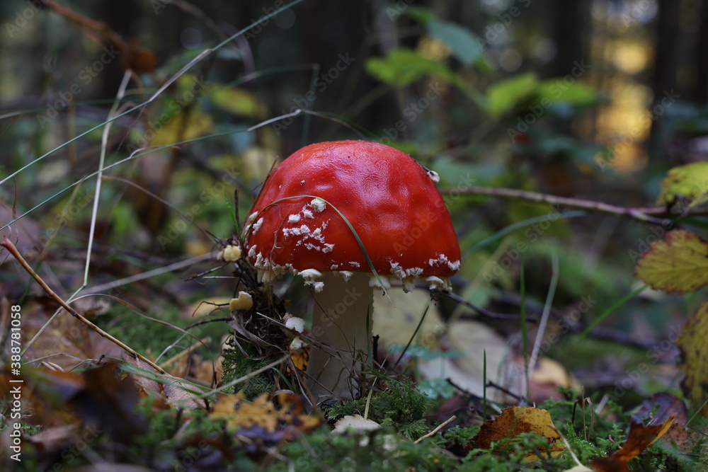 Closeup of amanita muscaria mushroom in forest Closeup of amanita muscaria mushroom in forest