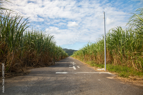 Sugar Road
