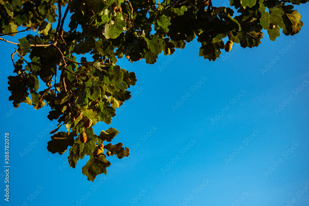 autumn leaves on tree in nature autumn leaves on tree in nature