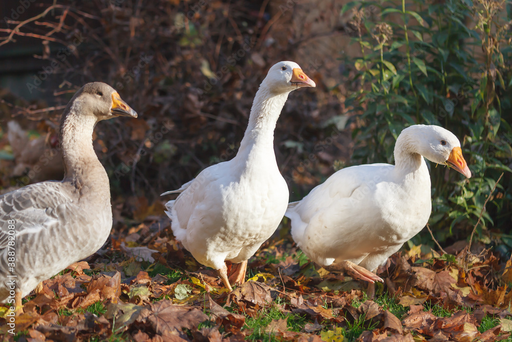 Gray and white domestic geese walk the lawn of a small farm in October. Gray and white domestic geese walk the lawn of a small farm in October.