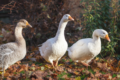 Gray and white domestic geese walk the lawn of a small farm in October.