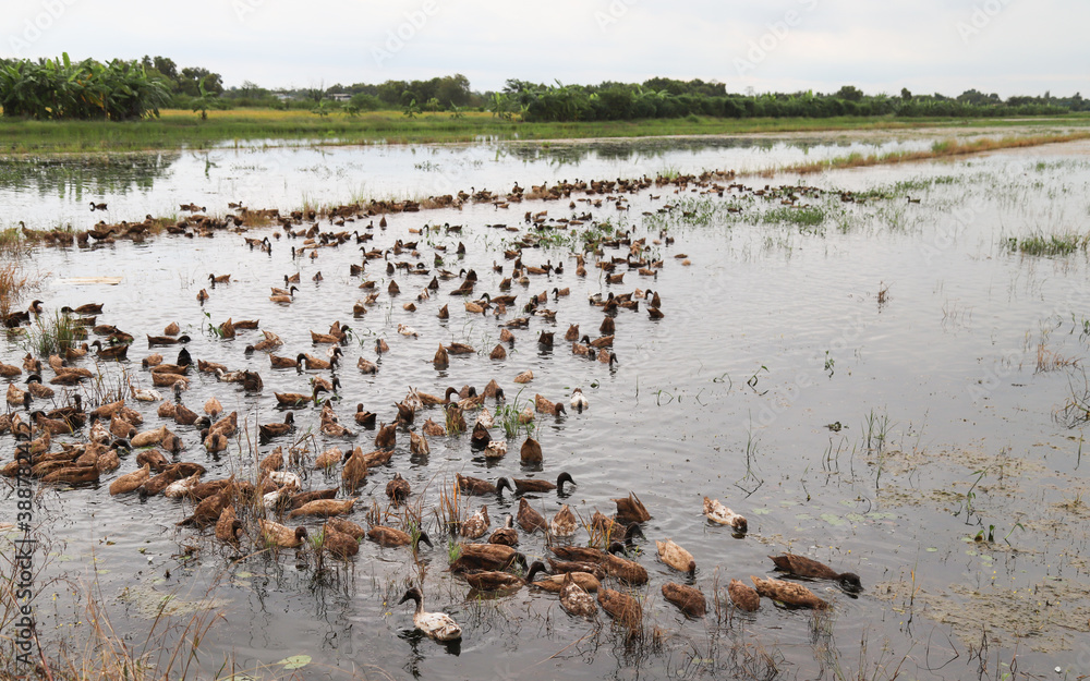 Scenery of herd of ducks in wet field.
