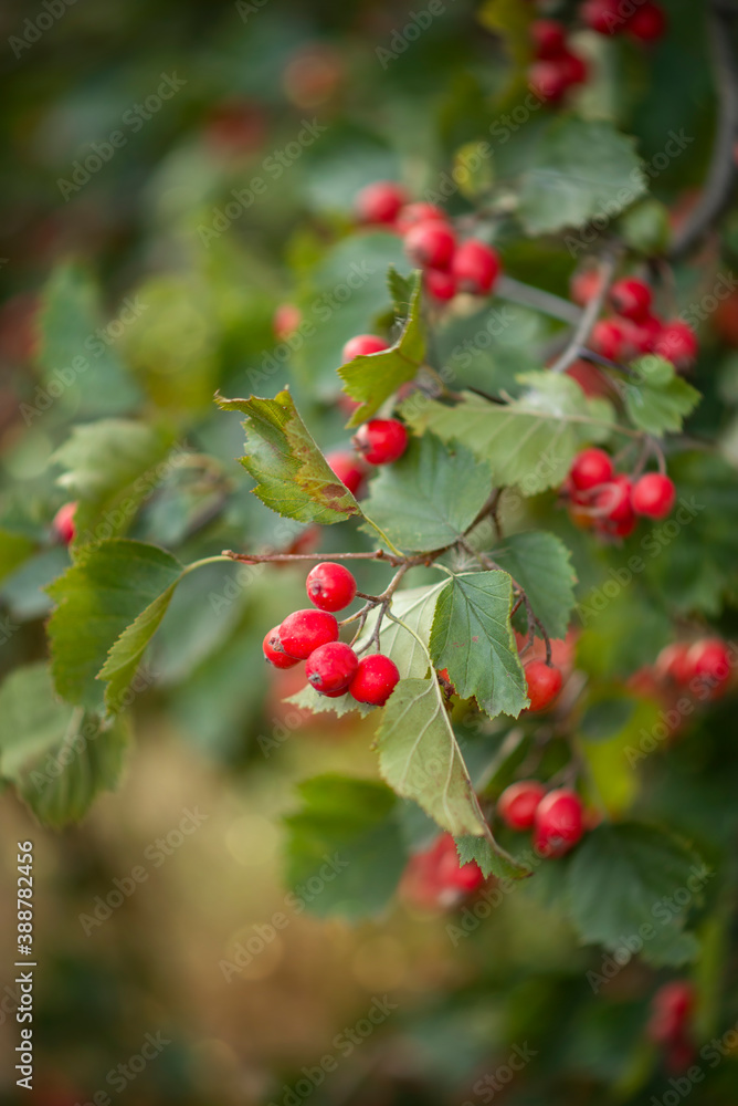 Macrophotography of a hawthorn branch with red berries.
